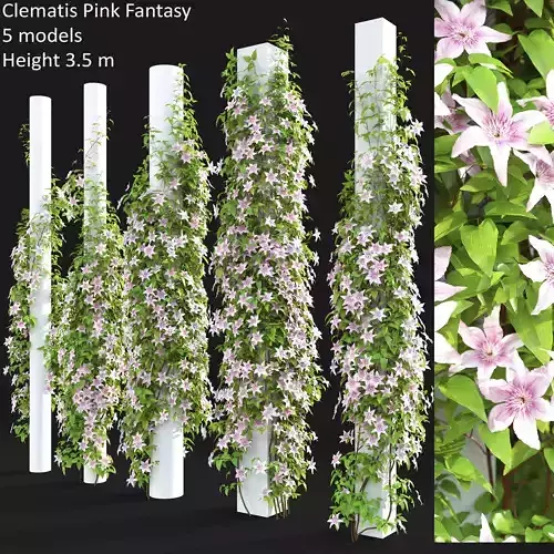 Clematis Pink Fantasy 01 3D model