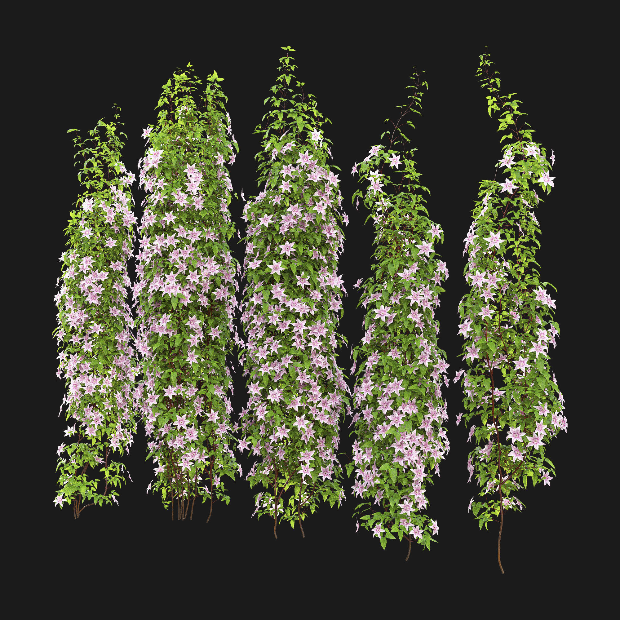 Clematis Pink Fantasy 01 3D model_4