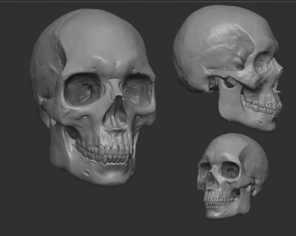 European Male Skull 3D model