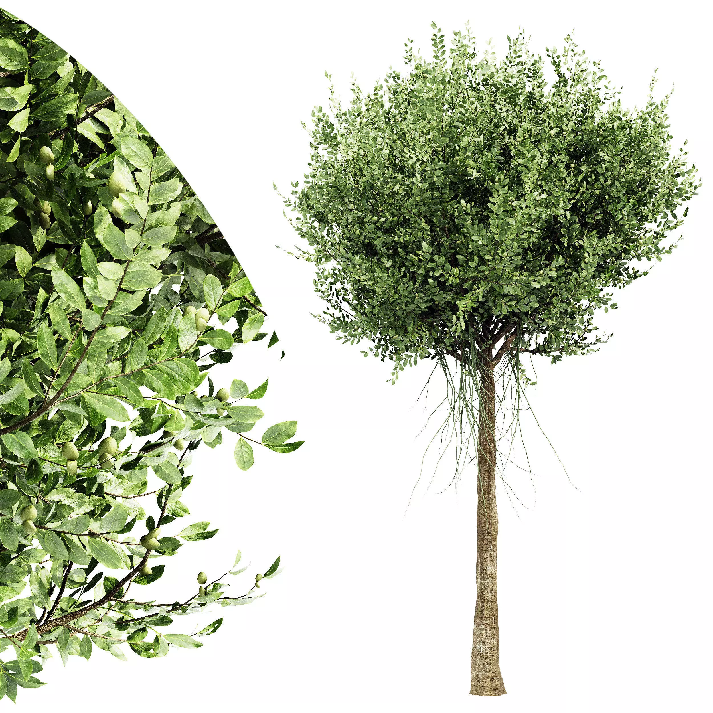 Agar wood tree  collection 1 trees Models in the scene 3D model_0