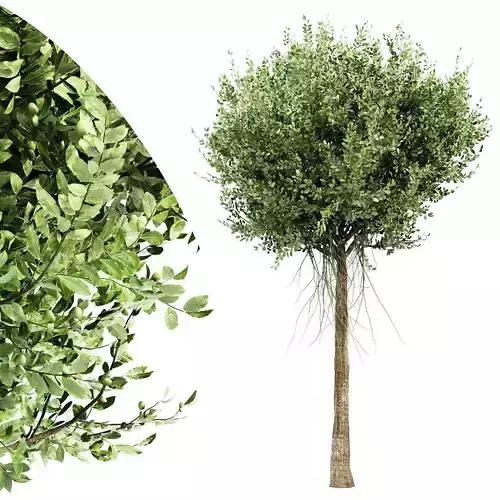 Agar wood tree  collection 1 trees Models in the scene 3D model