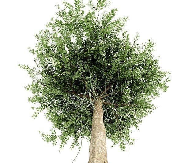 Agar wood tree  collection 1 trees Models in the scene 3D model_4