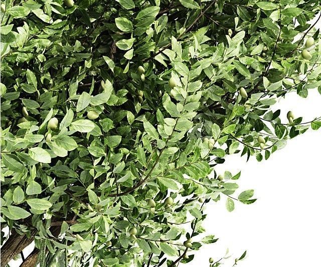 Agar wood tree  collection 1 trees Models in the scene 3D model_3