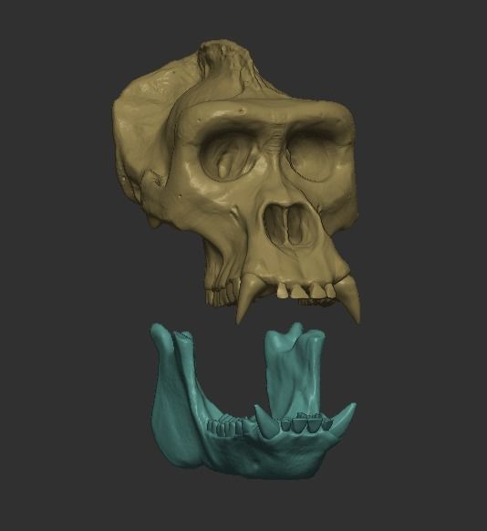 Western Lowland Gorilla Skull for 3D Print 3D model_4