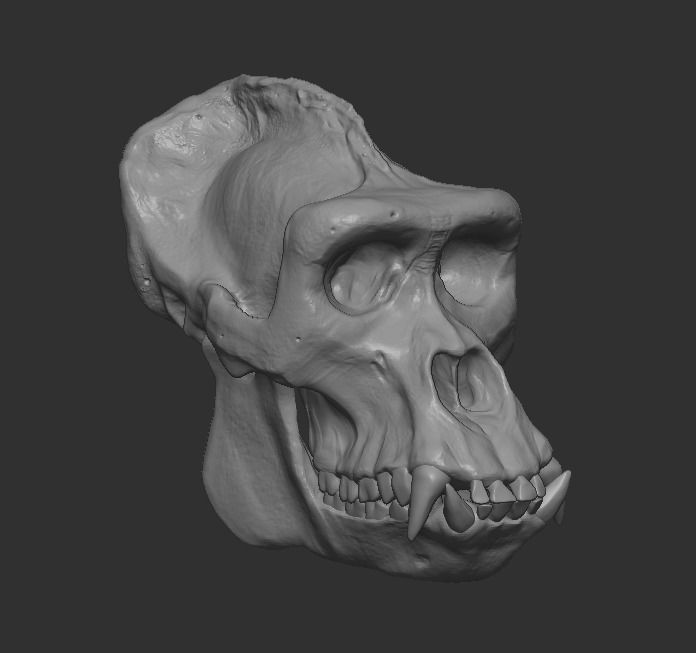 Western Lowland Gorilla Skull for 3D Print 3D model_6