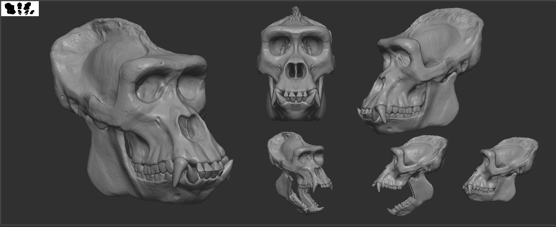 Western Lowland Gorilla Skull for 3D Print 3D model_1