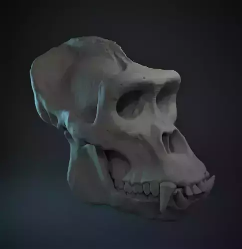 Western Lowland Gorilla Skull for 3D Print
