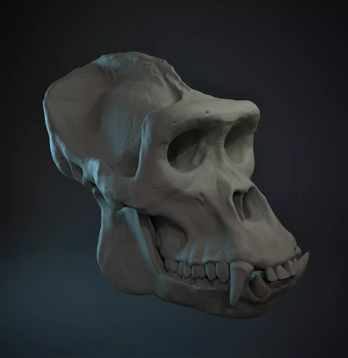 Western Lowland Gorilla Skull for 3D Print 3D model_0