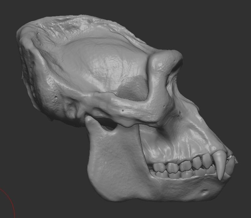 Western Lowland Gorilla Skull for 3D Print 3D model_5