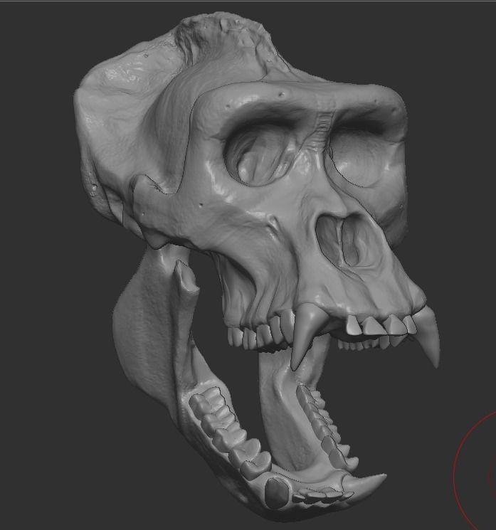 Western Lowland Gorilla Skull for 3D Print 3D model_3