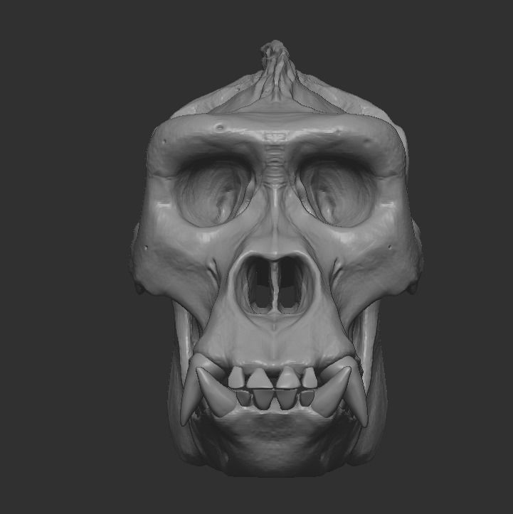 Western Lowland Gorilla Skull for 3D Print 3D model_2