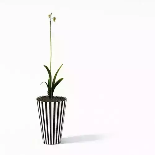 House Plant In Black White Striped Pot