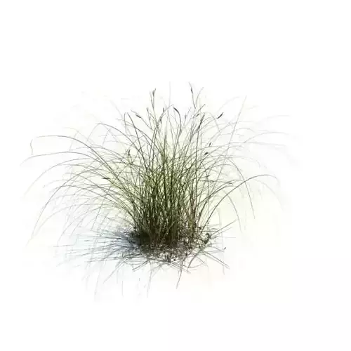 Wild Green Shrub Weed 3D model