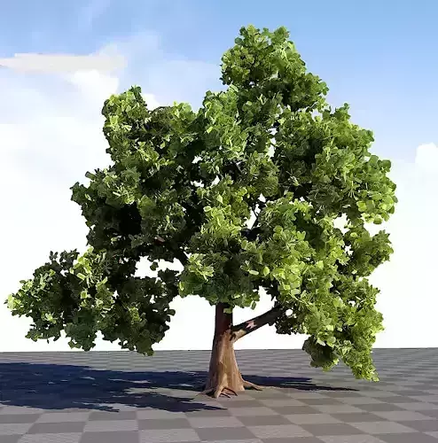 Oak Tree 3D model