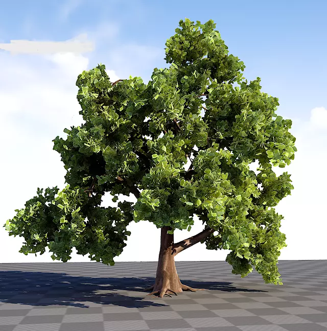 Oak Tree 3D model_0