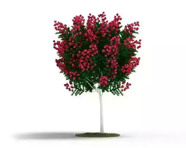 Decorative Ornamental Plant