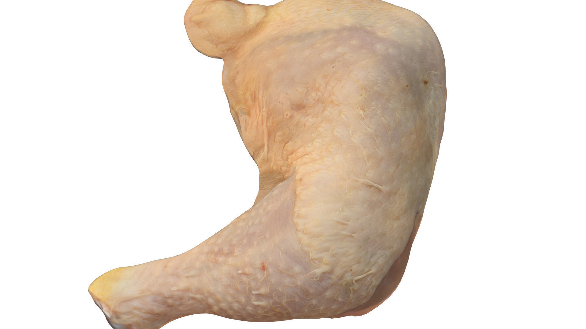 Chicken Leg Free 3D model_4
