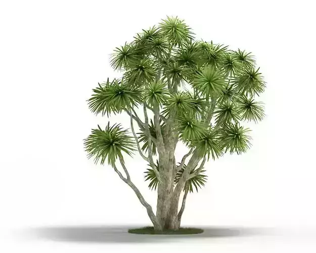 Cordyline Australia Tree