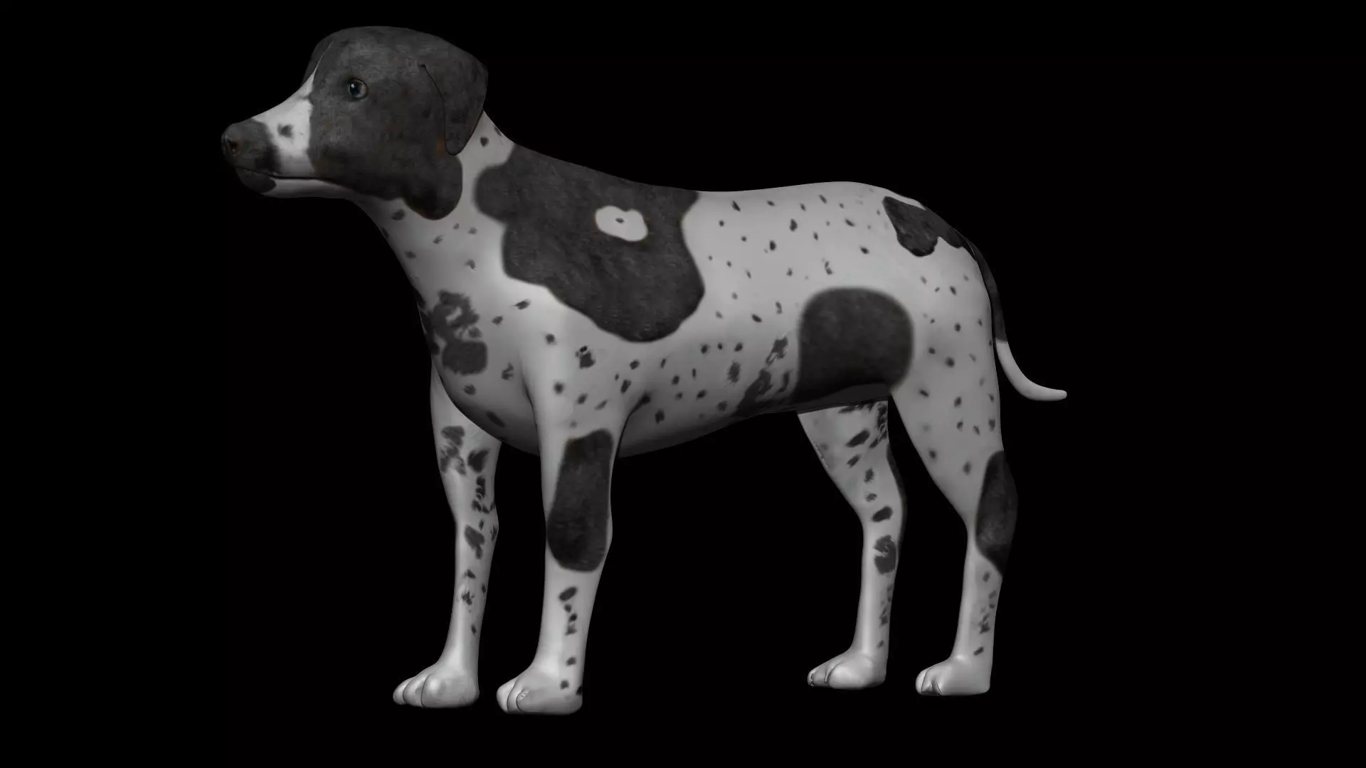 German Short hair Black pointer Dog Low-poly 3D model_0