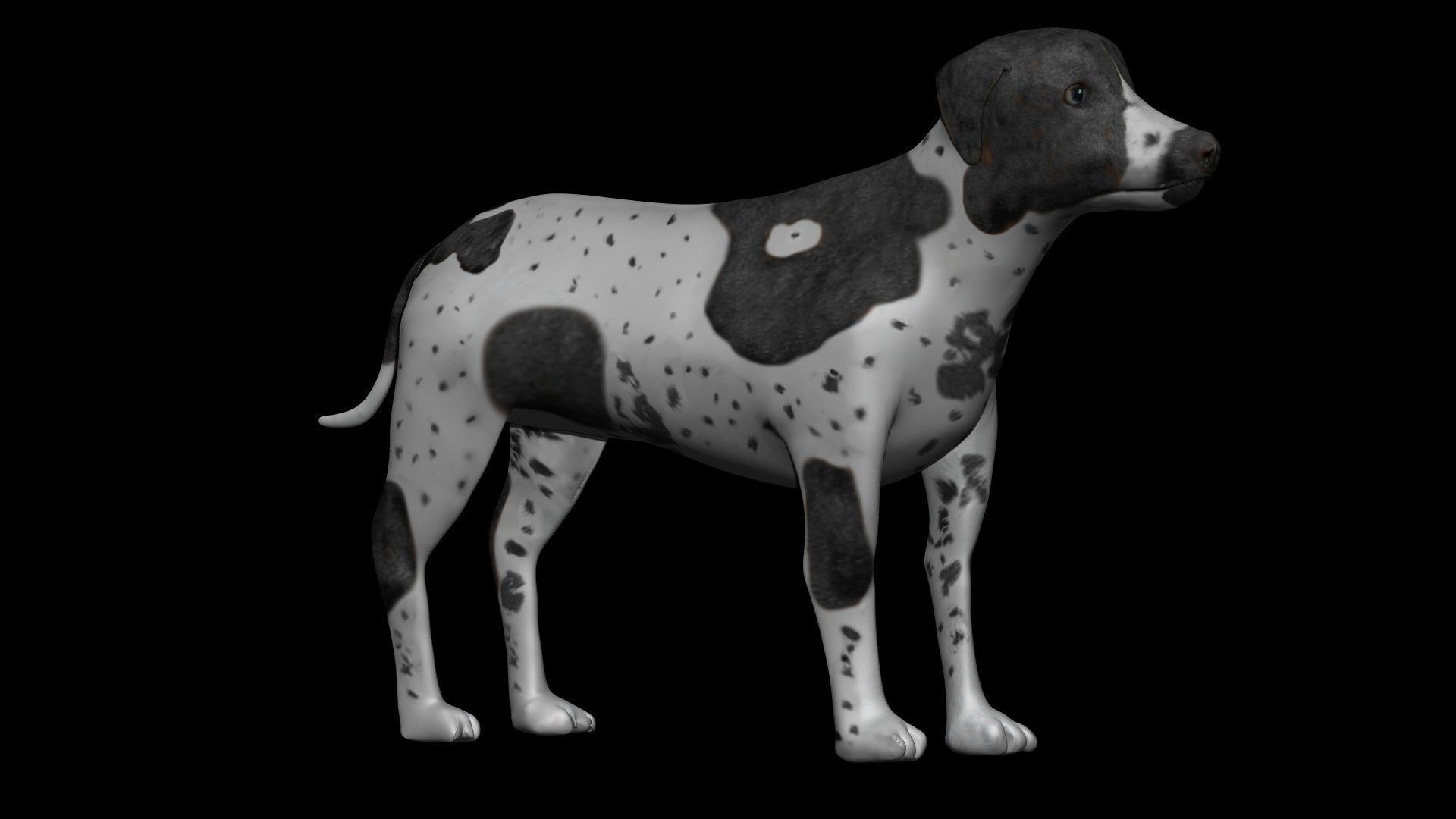 German Short hair Black pointer Dog Low-poly 3D model_5