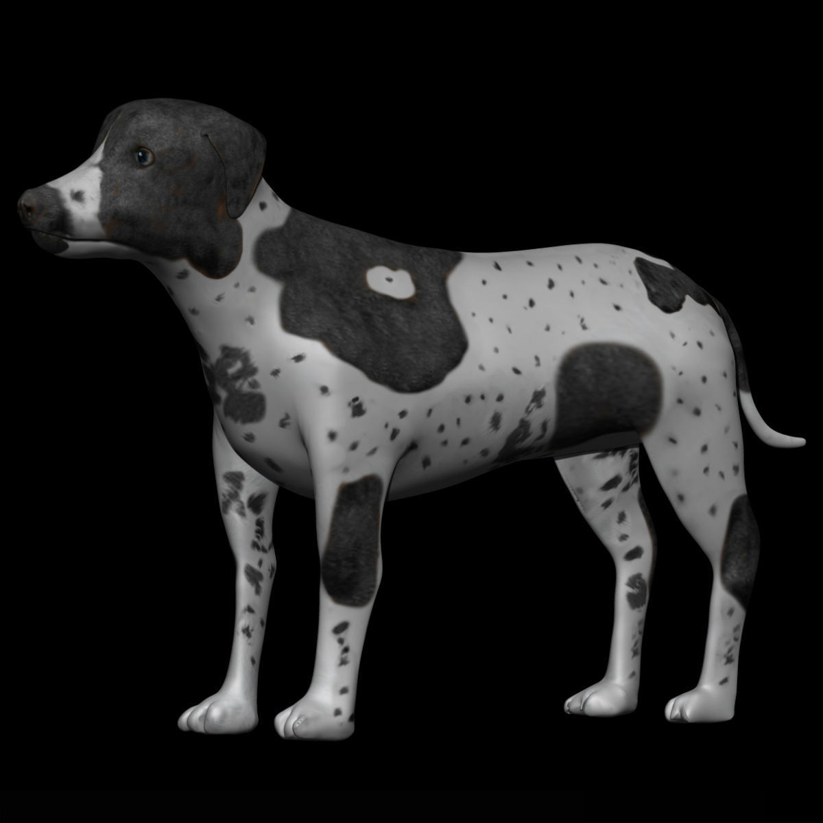 German Short hair Black pointer Dog Low-poly 3D model_1