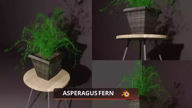 Indoor plant asparagus fern