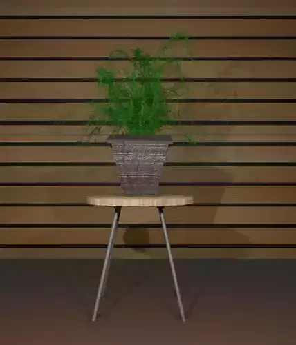 Indoor plant asparagus fern