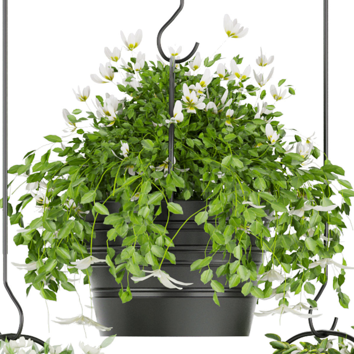 Collection plant vol 66 3D model_2