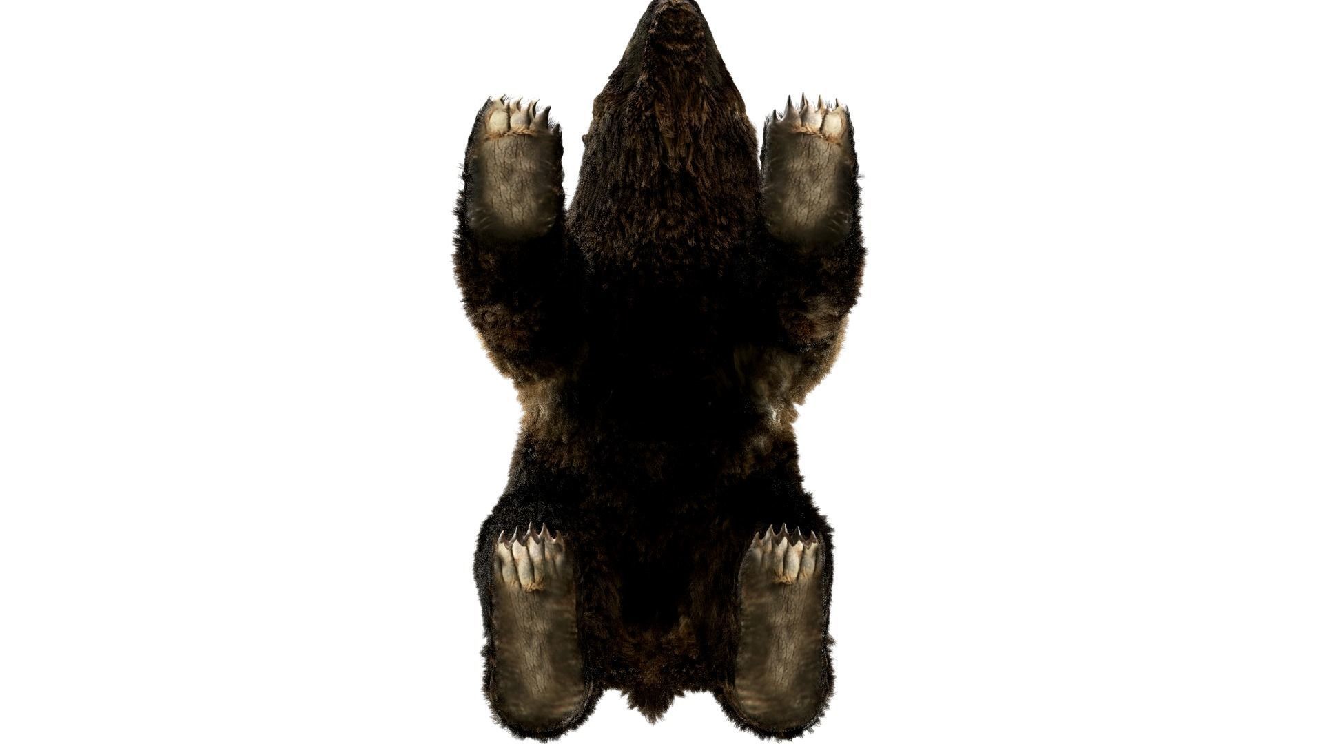 Black Bear Fur animated  Low-poly 3D model_7