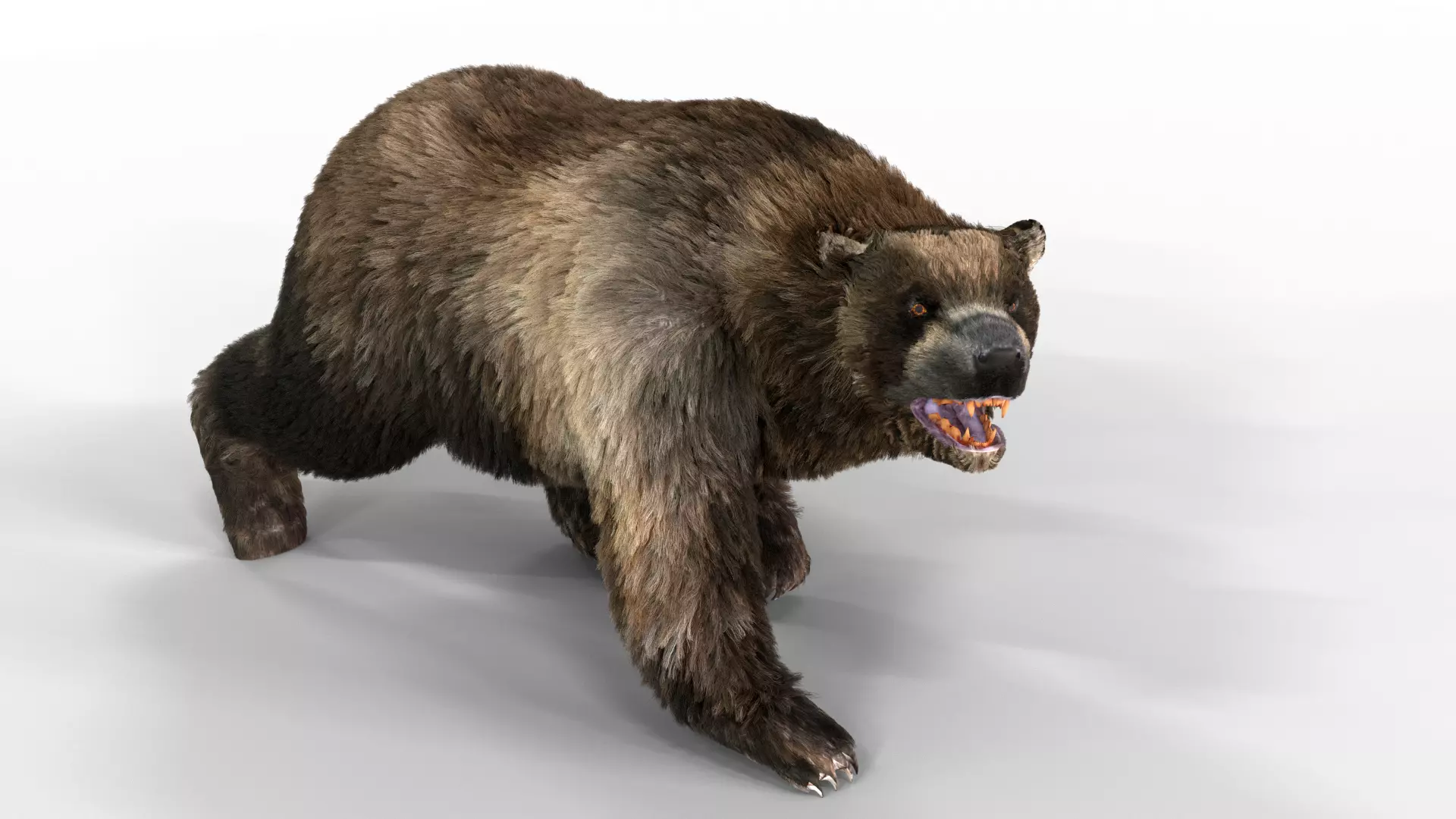 Black Bear Fur animated  Low-poly 3D model_0