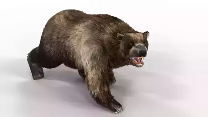 Black Bear Fur animated  Low-poly 3D model