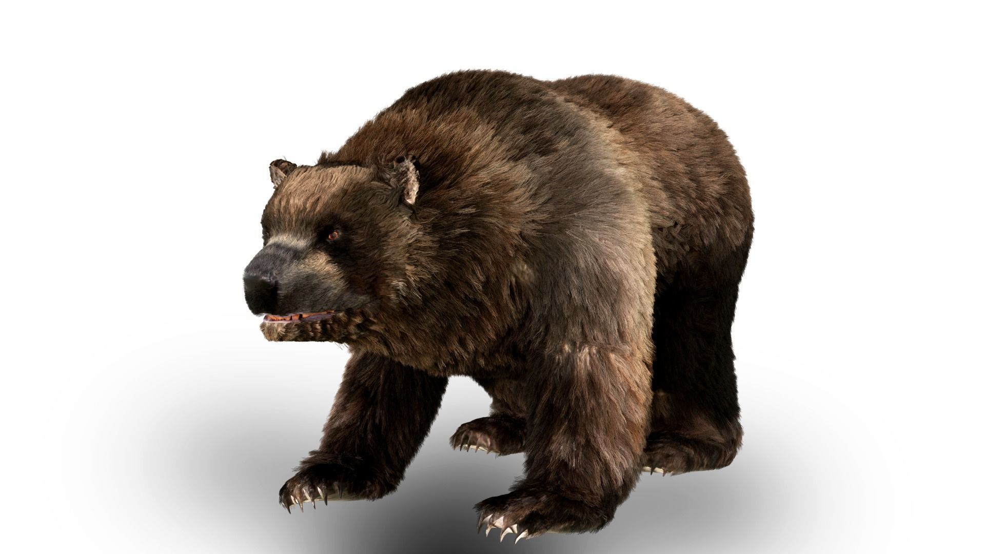 Black Bear Fur animated  Low-poly 3D model_6