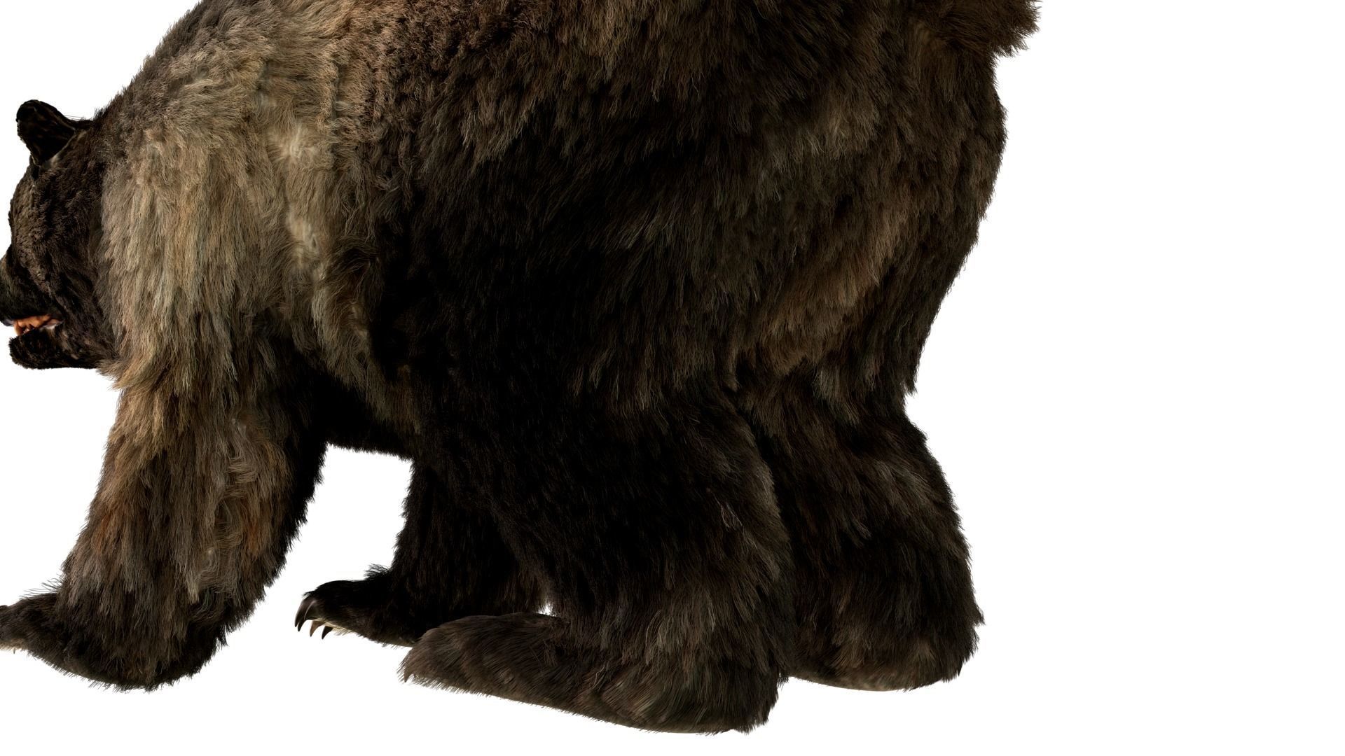 Black Bear Fur animated  Low-poly 3D model_3