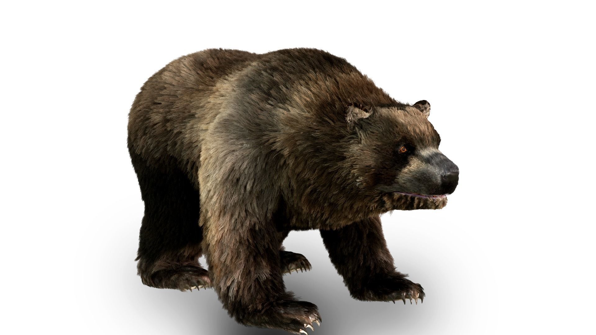 Black Bear Fur animated  Low-poly 3D model_5