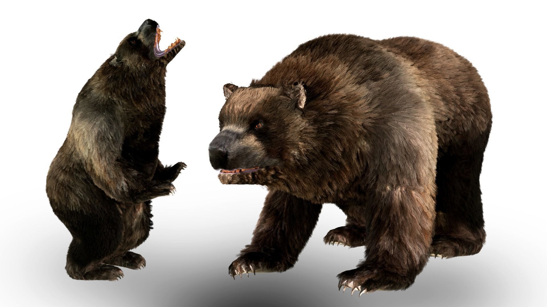 Black Bear Fur animated  Low-poly 3D model_2