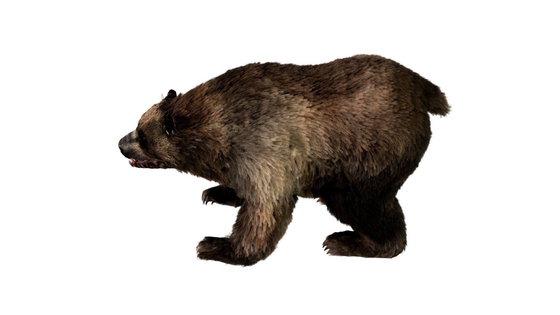 Black Bear Fur animated  Low-poly 3D model_4