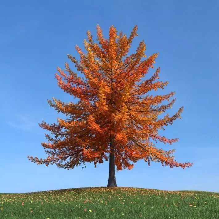 Fall Tree 3D model_0