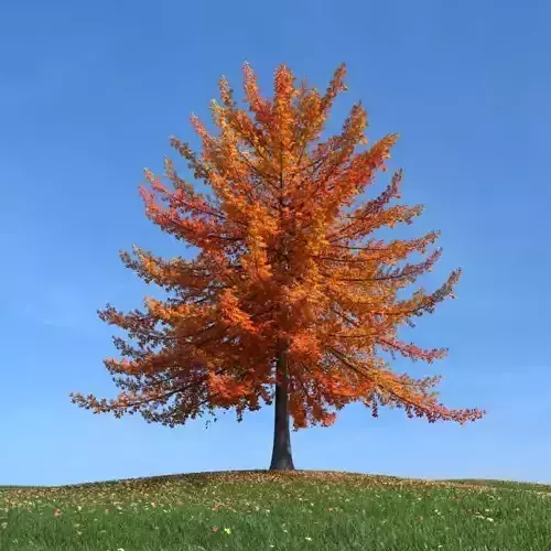 Fall Tree 3D model