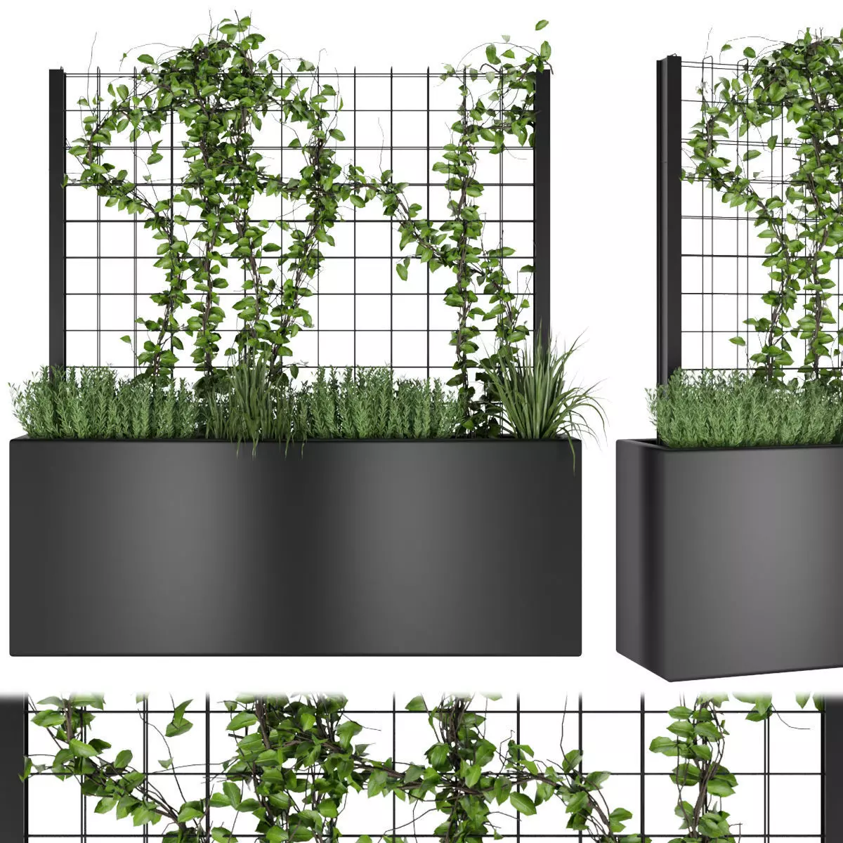 Collection plant vol 78 3D model_0