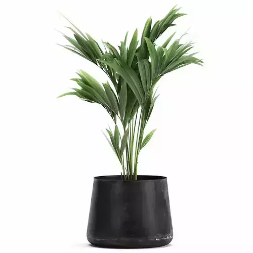 Decorative palm in a Flowerpot for the interior 910