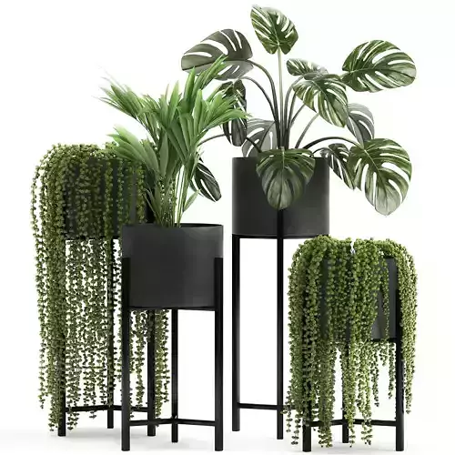 Houseplants in a black pot for the interior 911
