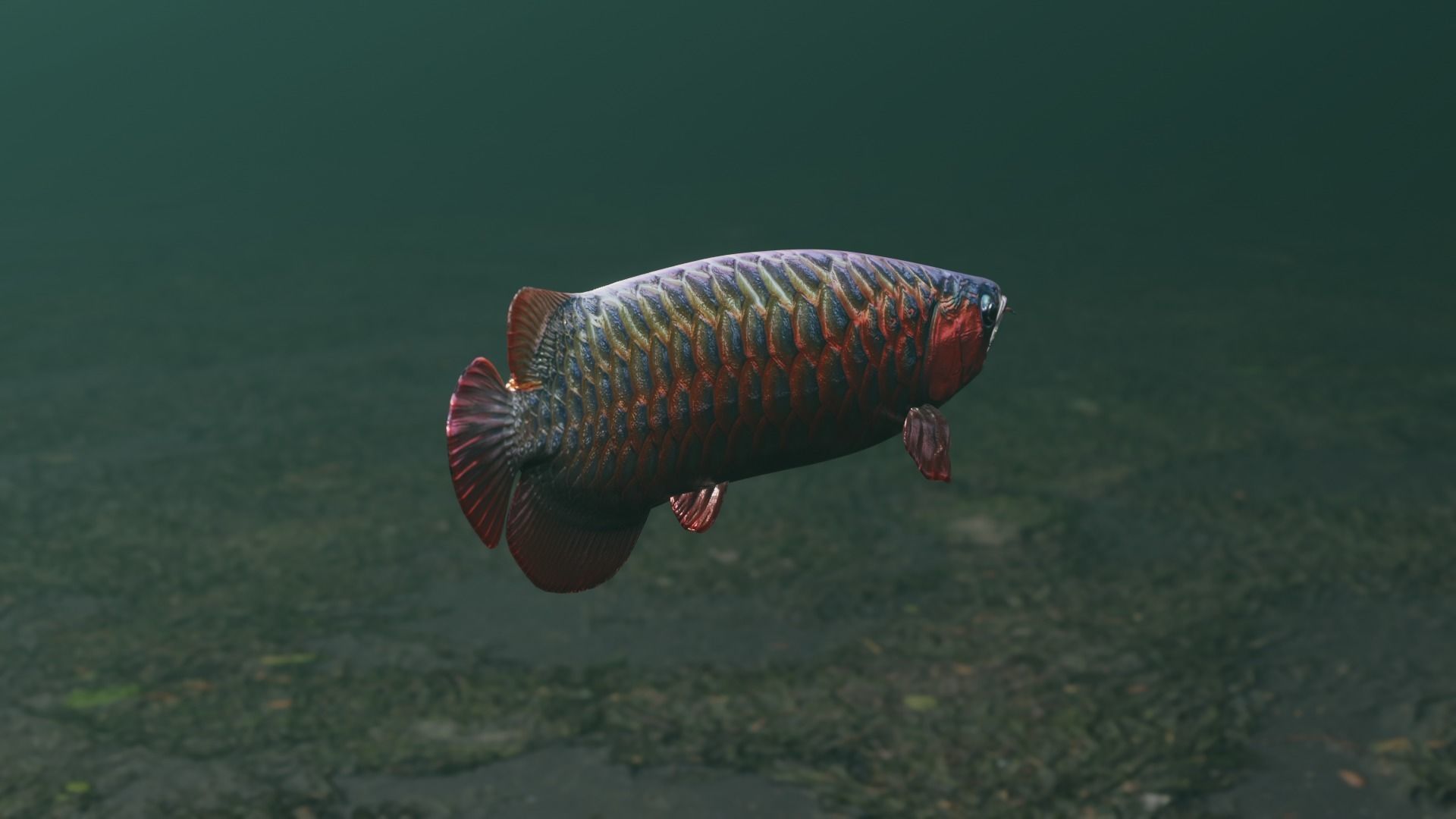 Arowana dragon fish Low-poly 3D model_24