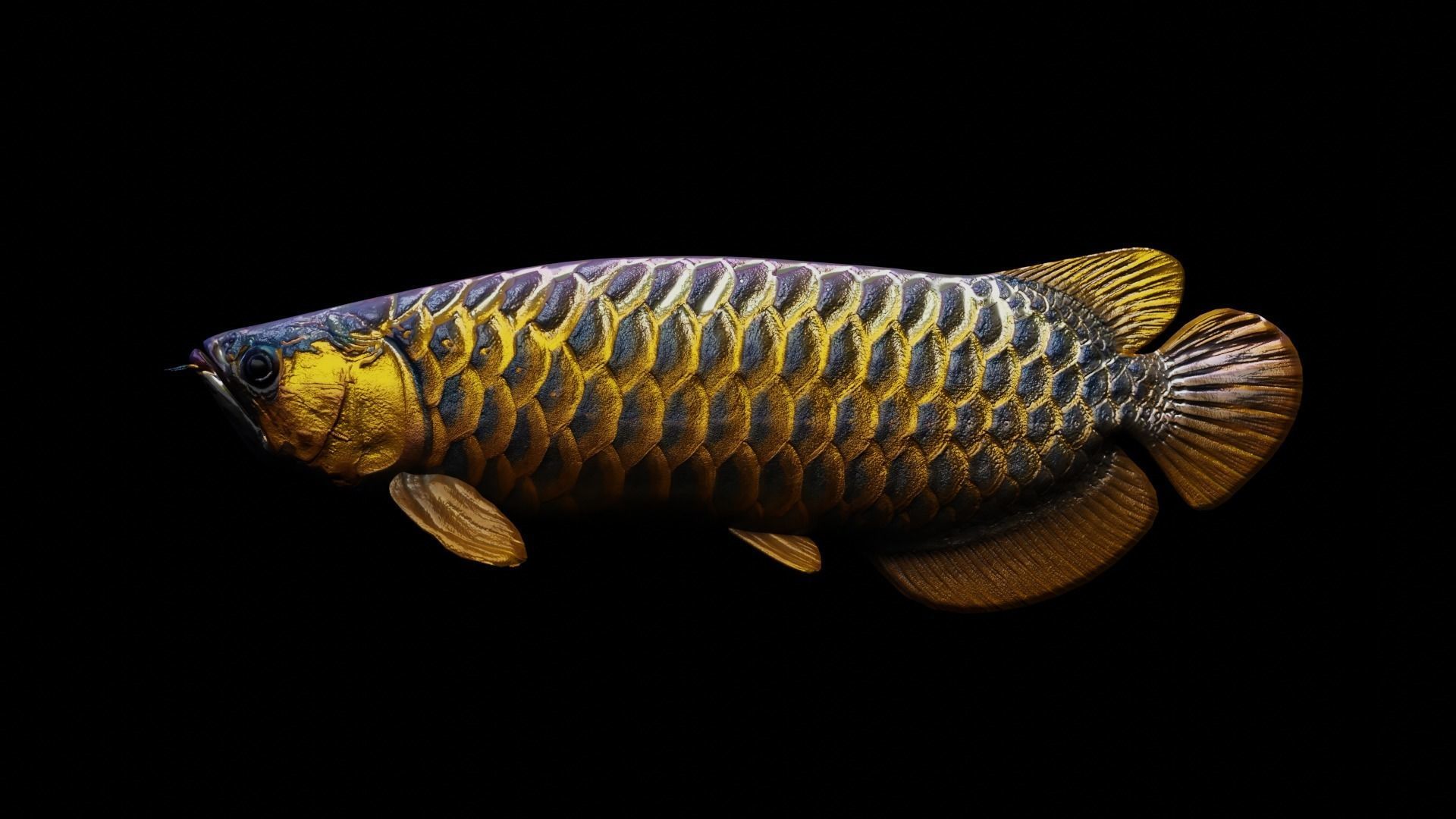 Arowana dragon fish Low-poly 3D model_13