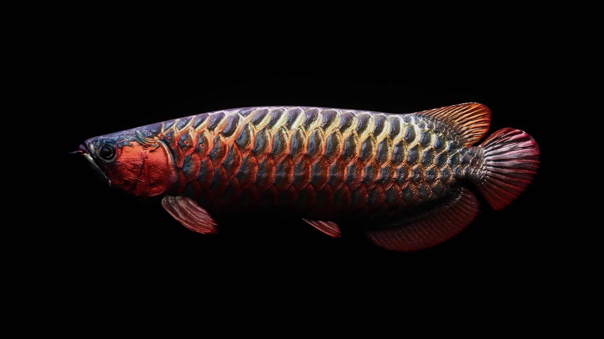 Arowana dragon fish Low-poly 3D model_17