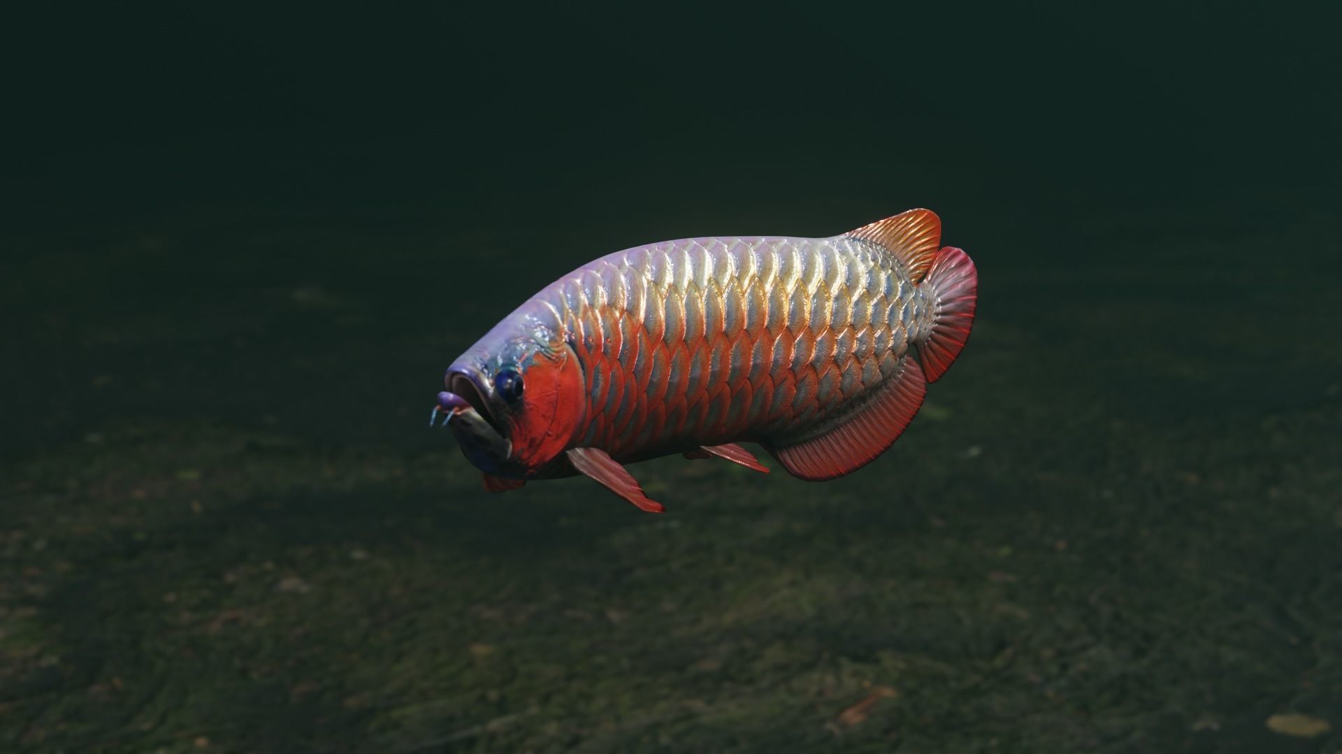 Arowana dragon fish Low-poly 3D model_29