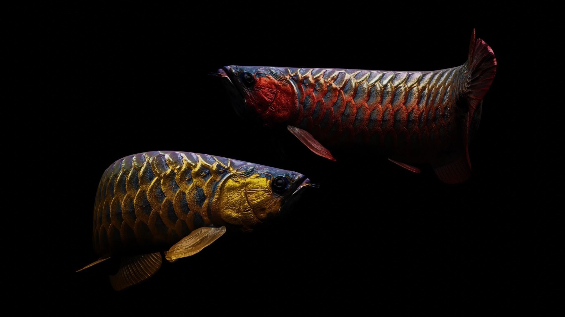 Arowana dragon fish Low-poly 3D model_3