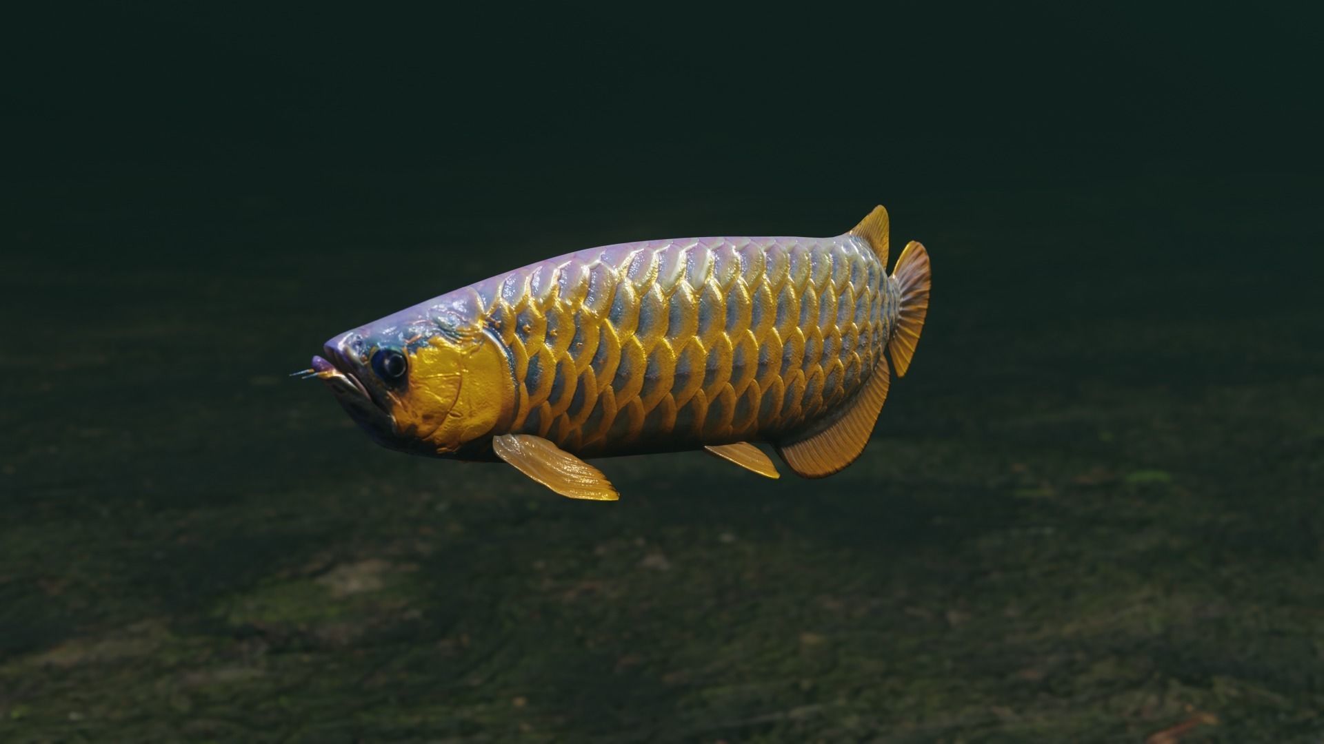 Arowana dragon fish Low-poly 3D model_34