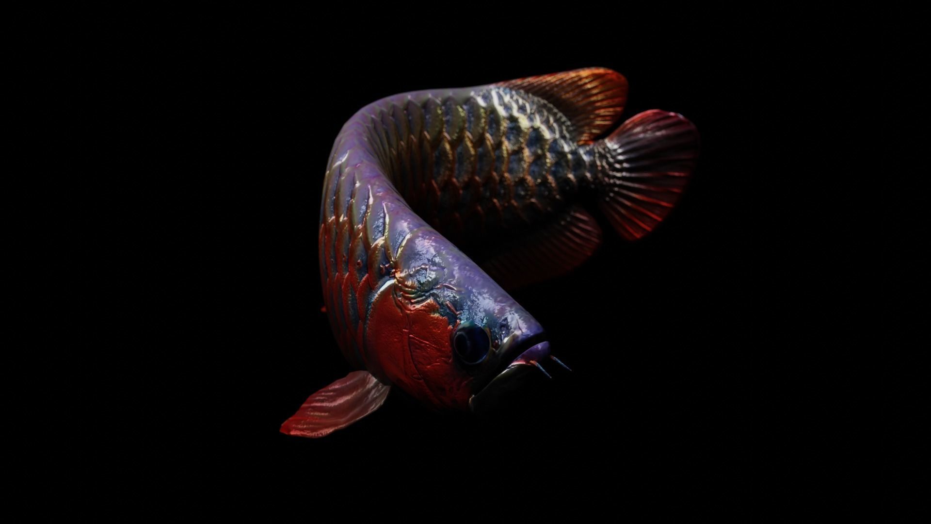 Arowana dragon fish Low-poly 3D model_5