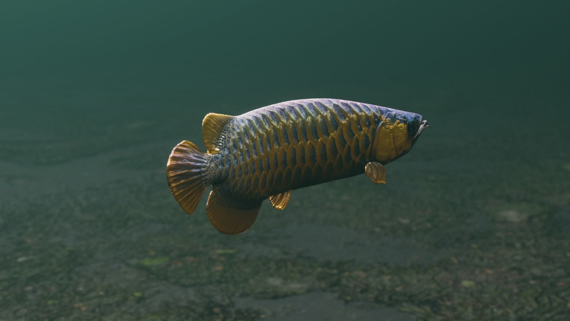 Arowana dragon fish Low-poly 3D model_30