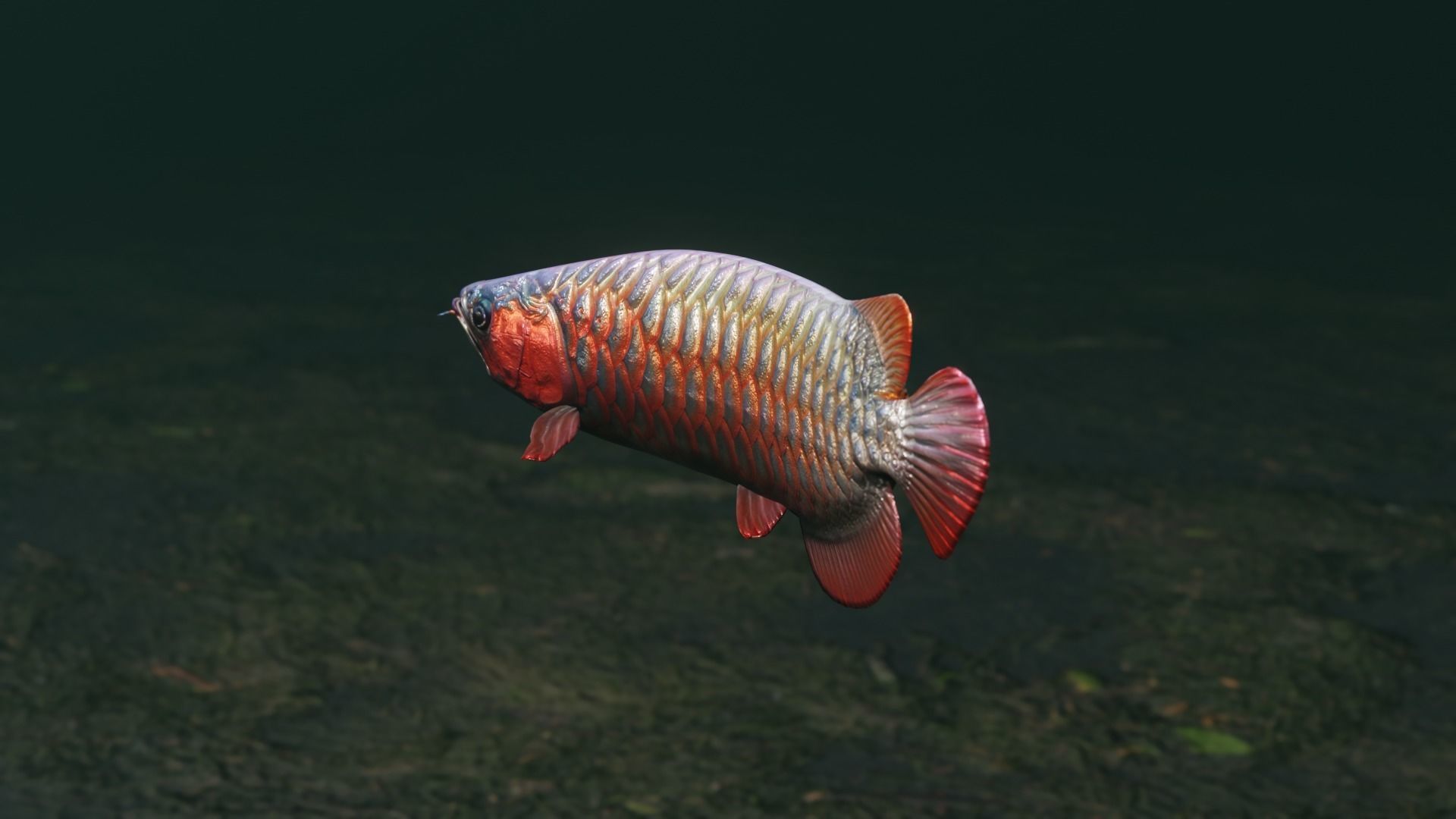 Arowana dragon fish Low-poly 3D model_26